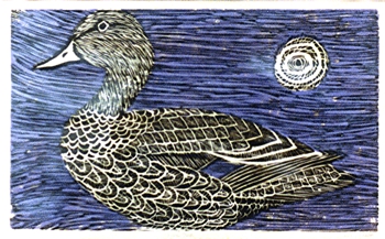 Black Duck